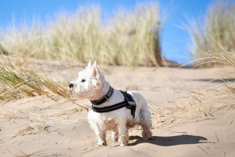Tilly at the beach, sent in by Leandra Mallinson.
