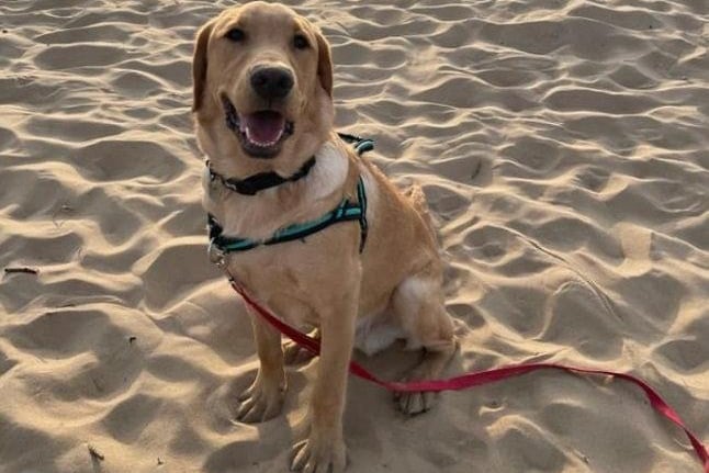 Ralph enjoys a stroll on the sand, sent in by Darcy Lancaster.