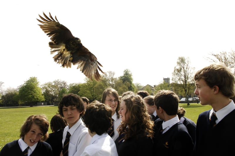 Year 8 students from St Aidans watch a harris hawk demonstration by Enviro-Hawks on the stray.