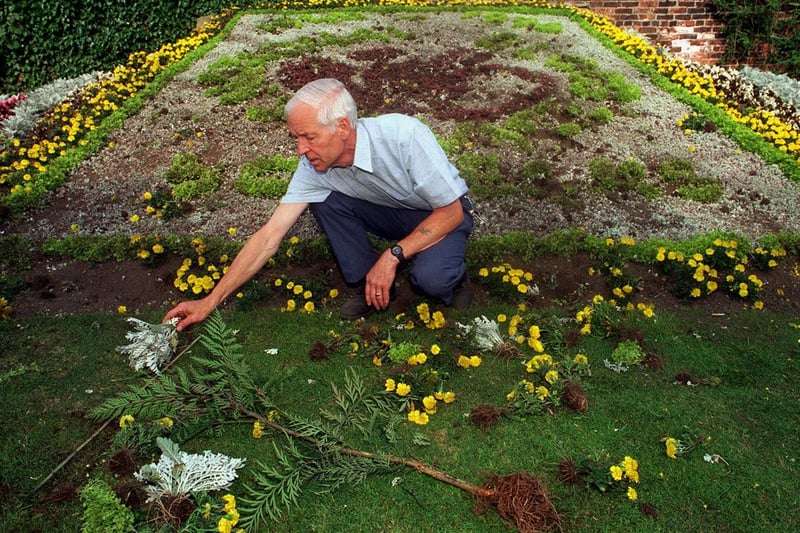 Vandals ruined this anniversary floral display at Canal gardens in Roundhay Park Assistant manager Ron Ginnelly assesses the damage to some of the 20,000 plants used for the display.