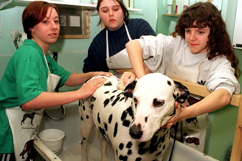 Pupils from Middleton Park High School, Leeds, were bathing and grooming dogs at Park Lane College's Bridge Street Centre in February 1997.