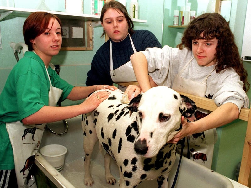Pupils from Middleton Park High School, Leeds, were bathing and grooming dogs at Park Lane College's Bridge Street Centre in February 1997.
