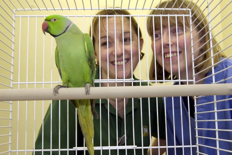 This parakeet at Beechwood Vets on Austhorpe Road in Cross Gates was proving a talking point in October 2001. Pictured looking on are vetinary nurse Lisa Goodwill (left) and vet Alison Winkler.
