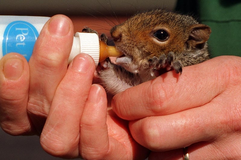 September 1997 and William, a baby squirrel, is fed by Louise Barron, head nurse at Abbey House Veterinary Clinic in Morley.