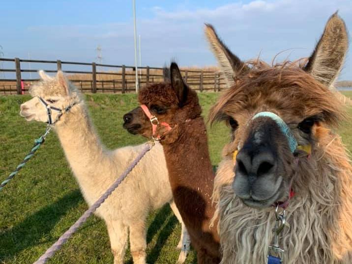 Lowland Farm Alpacas, Peel Lane,  Blackpool
Alpaca walks consist of a meet and greet talk, then you get to pick which alpaca you want to walk with on a nature trail where you have a chance of seeing  hares, buzzards and much more wildlife in a peaceful open field off road. Visit https://lowlandfarmalpacas.co.uk/