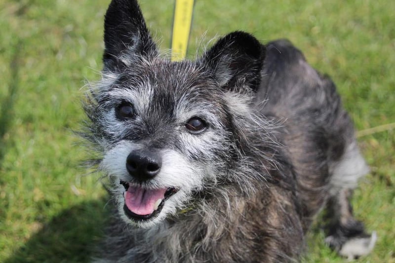 Little Sally is looking for a special home in which she can retire and enjoy a quieter life. This senior lady just wants a nice garden for the occasional zoomie and she will make a fab little companion. She enjoys walks little and often. She may need a little help with housetraining initially but once settled, Sally is a lovely little house guest and copes being left on her own for short periods. Sally would prefer a quieter home environment with adults but should be fine with older, sensible visiting children. She needs to be the only pet but is polite around dogs out and about. Sally has problems with her skin which is being treated and she is on long term medication for her heart which potential owners need to be aware of. Sally is currently staying in a foster home.