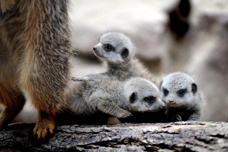 Mix city life with tropical animals: Get yourself down to Tropical World in Rounday and see the meerkats first hand.