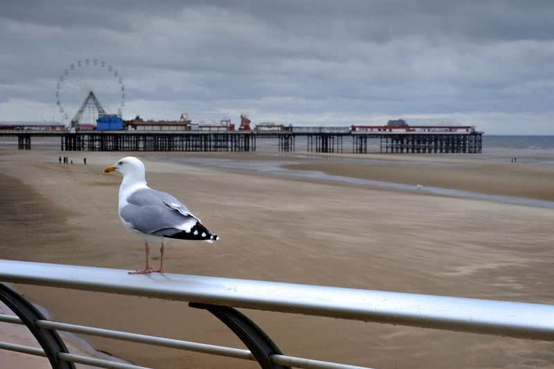 A lone seagull looks out over the empty beach.