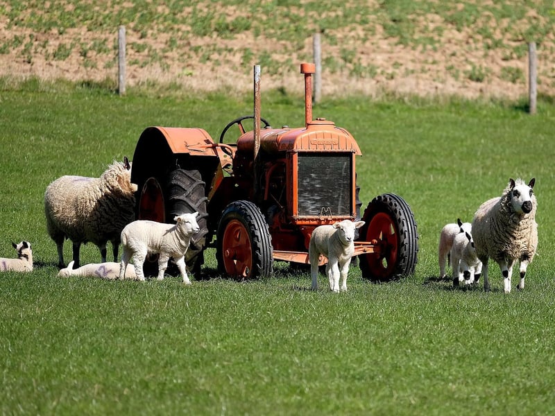There are several outdoor attractions including play farms around Scarborough that make for a great family day out.