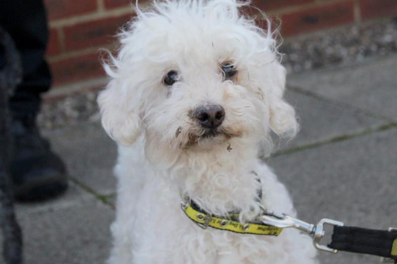 Alfie the miniature poodle has unfortunately suffered a lot of upheaval. He may take a little time to settle into a new routine but once he does he will be a fantastic little companion who will not leave your side. Alfie really struggles with being left on his own and will need somebody with him all day. He particularly forms bonds with females so would be better placed in a home with at least one female owner around in a multiple person, adult only household. Alfie will need a home with a secure garden and ideally not lots of stairs as he requires medication for poorly back legs. New owners need to be aware of an ongoing cost and the Dogs Trust vet will be happy to discuss what to expect and the costs involved. He is polite with other dogs when out and may share his home with another quiet, small dog for company. He travels well in the car and is housetrained. He will need to sleep on the bed at night and he loves a good sofa snuggle. Alfie would suit a less active household as he is unable to go for walks.