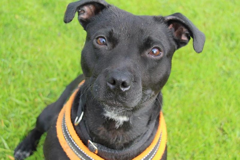 Willow is bubbly two-year old Staffy who really needs a chance to shine. She is full of bouncy personality, very playful and enjoys a good fuss once she knows you. You will need to put in the time and effort before she shows her true self as she can be a little shy to begin with. If you let her come round in her own time though you'll soon be best friends forever! She appears to be fine travelling in a car and has a history of being housetrained, although will likely need a little refresher as she settles in to her new home. Willow can't share her home with another dog for now, and will need to continue building her dog socialising skills. To help her settle she will need to live in an area that isn't overly populated with dogs. Her playful nature will suit children over 16 but no younger. She will need someone around all the time as she gets used to her new home but eventually should be fine to be left for a few hours if built up slowly. A secure garden for her to play in and burn off her energy would be ide
