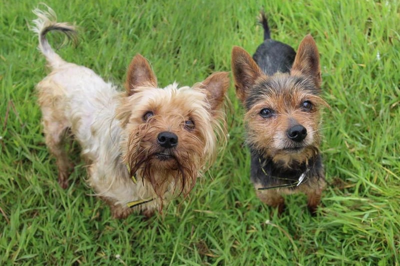 Tiny and Bobby have spent many years together and would like to stay together during their next chapter. Tiny, 11, is the bigger of the pair, has the biggest voice and can be reactive to other dogs nearby. Bobby, 10, is a little more shy and prefers the hand off approach at least until he has gained your trust. Both dogs will need a quieter home without young children (sensible 16 and overs should be fine). They won't cope with lots of visitors as they enjoy the peace and quite too much. Both dogs like their own space and are not ones for too much fussing. They are a little worried by other dogs and can be yappy if they get too close so will need to be the only pets. Both enjoy their walks in quieter areas and are still active for their age. Tiny and Bobby just need a second chance with an owner who can give them some much deserved TLC.