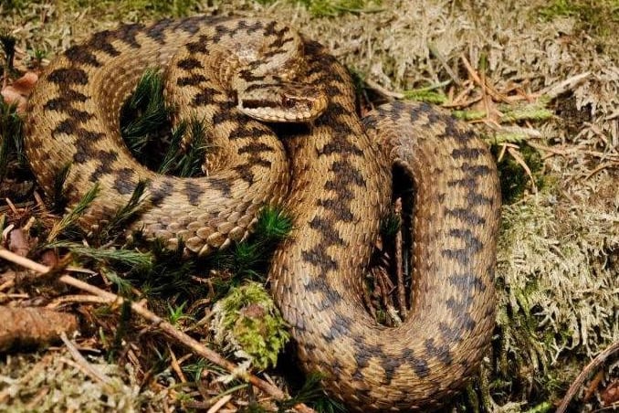 Adders prefer dry heathland areas, but they are also found in woodlands, grassy banks and sand dunes. The North York Moors is a likely place to see them. Adders emerge from hibernation in the early spring and do have a venomous bite so watch where you put your feet walking the moors and keep your dog on a lead. Adders do not lay eggs and instead give birth to live young in late summer. You may see evidence of their presence by finding a shed or ‘sloughed’ skin which they do regularly. These were thought to have magic powers so are a prized find.