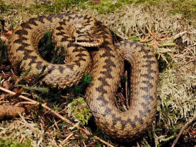Adders prefer dry heathland areas, but they are also found in woodlands, grassy banks and sand dunes. The North York Moors is a likely place to see them. Adders emerge from hibernation in the early spring and do have a venomous bite so watch where you put your feet walking the moors and keep your dog on a lead. Adders do not lay eggs and instead give birth to live young in late summer. You may see evidence of their presence by finding a shed or ‘sloughed’ skin which they do regularly. These were thought to have magic powers so are a prized find.