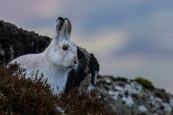 The Peak District is the only place in England where the mountain hare can be found. Distinct from the common brown hare, it has population of about 2500 here. It is native to the Scottish Highlands but was introduced to the Peak District where they survive on grouse moors due to predator control and good quality heather, which they eat. Climate change may threaten this unique English population because it is adapted to the highest cold mountains. Their winter coat provides good camouflage in the snow, turning white with a hint of blue/grey in the summer to blend with their moorland habitat. They also have shorter ears than brown hares and an all-white tail. They will move downhill to look for food in periods of heavy snowfall.