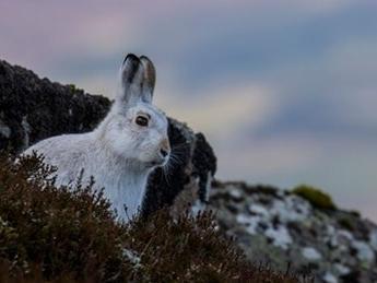 The Peak District is the only place in England where the mountain hare can be found. Distinct from the common brown hare, it has population of about 2500 here. It is native to the Scottish Highlands but was introduced to the Peak District where they survive on grouse moors due to predator control and good quality heather, which they eat. Climate change may threaten this unique English population because it is adapted to the highest cold mountains. Their winter coat provides good camouflage in the snow, turning white with a hint of blue/grey in the summer to blend with their moorland habitat. They also have shorter ears than brown hares and an all-white tail. They will move downhill to look for food in periods of heavy snowfall.