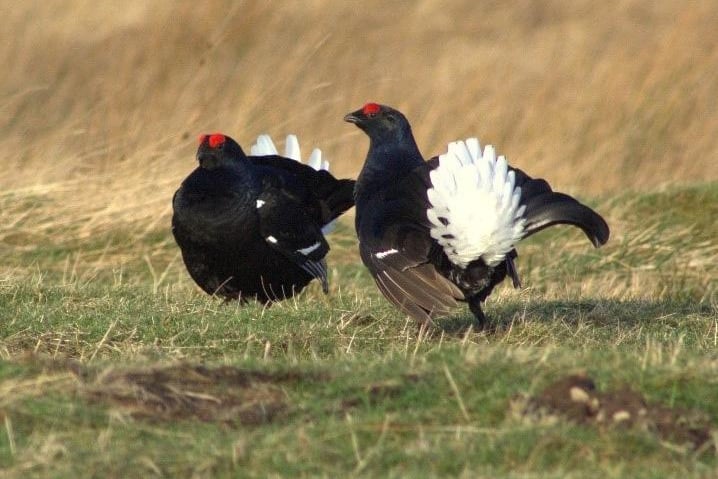 Black grouse are rare with only around 1,000 males left in England. Once found in every county they are now only found on the fringes of heather moors actively managed for their smaller brown cousins,  the wild red grouse. The large black males compete in an extravagant display of dawn dancing called ‘lekking’ flashing their brilliant white tail feathers in an attempt to attract a mate. The closest known black grouse to Scarborough are in the Yorkshire Dales National Park.