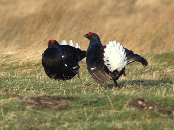 Black grouse are rare with only around 1,000 males left in England. Once found in every county they are now only found on the fringes of heather moors actively managed for their smaller brown cousins, the wild red grouse. The large black males compete in an extravagant display of dawn dancing called ‘lekking’ flashing their brilliant white tail feathers in an attempt to attract a mate. The closest known black grouse to Scarborough are in the Yorkshire Dales National Park.