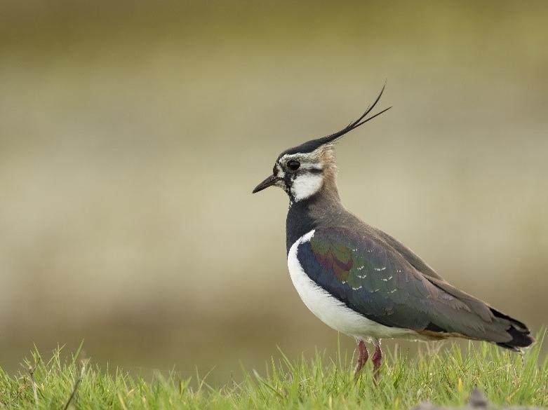 Lapwings return to the upland areas during the breeding season and head to the lowlands for the winter. Their preferred habitat is wetland with short vegetation. Adult lapwings are very distinctive due to their long crests and striking black and white plumage with an iridescent sheen and highly acrobatic flight. Lapwing return to the grouse moors every spring to nest and fledge their young. The fluffy chicks are well camouflaged in vegetation but may be seen crossing paths or tracks from the late spring and are an endearing sight. Adults have a distinctive alarm call and will try and draw threats away from their nests and can be seen ‘mobbing’ avian predators in the air to protect their young.