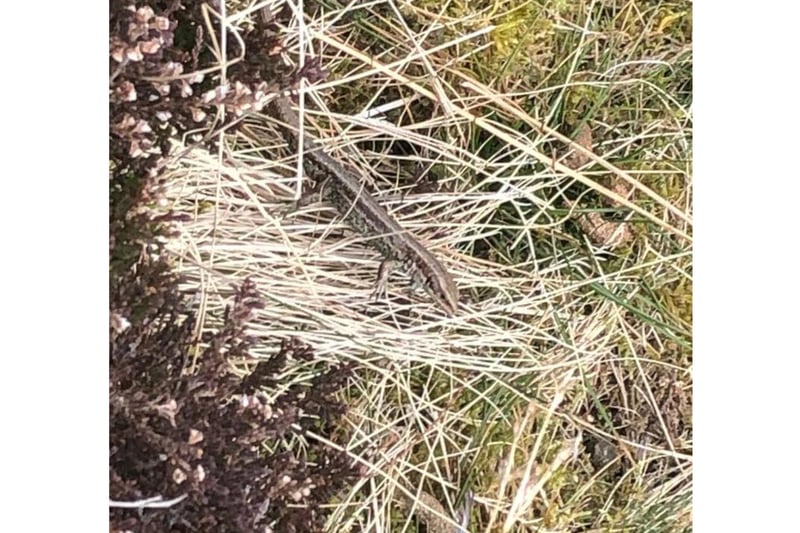 The common lizard is seen regularly on heathland, moorland, woodland and grassland, where they will bask in sunny spots. They are variable in colour, but is usually brownish-grey, often with rows of darker spots or stripes down the back and sides. Males have bright yellow or orange undersides with spots, while females have paler, plain bellies. If threatened by a predator, the common lizard will shed its still-moving tail in order to distract its attacker and make a quick getaway. It can regrow its tail, although it is usually shorter than the original.