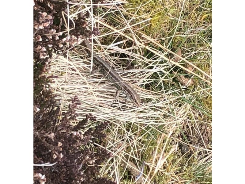 The common lizard is seen regularly on heathland, moorland, woodland and grassland, where they will bask in sunny spots. They are variable in colour, but is usually brownish-grey, often with rows of darker spots or stripes down the back and sides. Males have bright yellow or orange undersides with spots, while females have paler, plain bellies. If threatened by a predator, the common lizard will shed its still-moving tail in order to distract its attacker and make a quick getaway. It can regrow its tail, although it is usually shorter than the original.