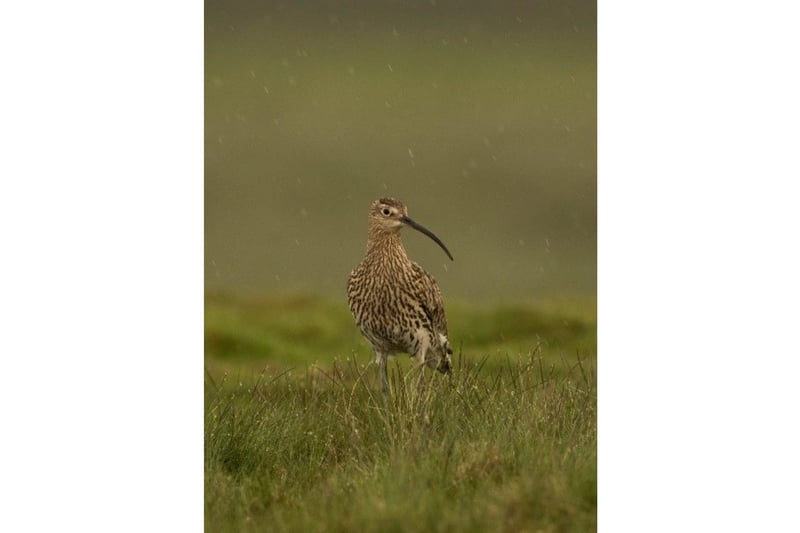 More than a quarter of the world’s breeding pairs of curlew – around 16,000 – are found in the UK and are a major feature of the majority of grouse moor estates in England. Curlews are site-faithful so will usually return to the same moorland location that they were born to breed their own young, year after year. They are obvious to identify with their slender long downturned bill and wonderful to hear the atmospheric ‘bubbling’ sound of their call.