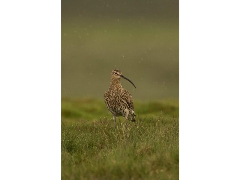 More than a quarter of the world’s breeding pairs of curlew – around 16,000 – are found in the UK and are a major feature of the majority of grouse moor estates in England. Curlews are site-faithful so will usually return to the same moorland location that they were born to breed their own young, year after year. They are obvious to identify with their slender long downturned bill and wonderful to hear the atmospheric ‘bubbling’ sound of their call.