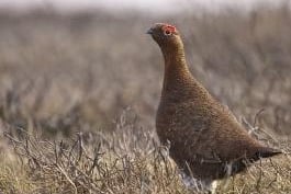 The iconic red grouse is unique to the UK and Ireland. Male grouse with their distinctive red ‘eyebrows’ will respond noisily from a prominent tussock or knoll if visitors are perceived to be trespassing on their mating territory in the spring, sometimes pecking at cars as well as people!  Females can lay up to 14 eggs and they make great parents shepherding their young – which hatch in May - to find insects that chicks feed on for the first 14 days and then to find fresh heather shoots. Unlike other game birds, the males continue to play an active role in childcare staying together in a family group called a covey well into the Autumn. They are well camouflaged against the heather and females will sit tight when on the nest.