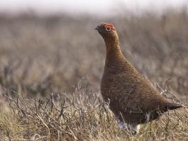 The iconic red grouse is unique to the UK and Ireland. Male grouse with their distinctive red ‘eyebrows’ will respond noisily from a prominent tussock or knoll if visitors are perceived to be trespassing on their mating territory in the spring, sometimes pecking at cars as well as people! Females can lay up to 14 eggs and they make great parents shepherding their young – which hatch in May - to find insects that chicks feed on for the first 14 days and then to find fresh heather shoots. Unlike other game birds, the males continue to play an active role in childcare staying together in a family group called a covey well into the Autumn. They are well camouflaged against the heather and females will sit tight when on the nest.