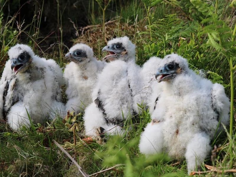 Peregrine falcons have made a comeback in England in recent years. It is estimated that there are over 1,700 breeding pairs in the British Isles, up from just 360 pairs in the 1960s. They are one of the UK’s most admired birds of prey for their aerial agility. They nest high up on rocky crags and quarry faces and are hard to spot. Peregrines drop into steep dives when they see a prey animal below, reaching speeds of over 300km per hour, making them the fastest animal in the world.