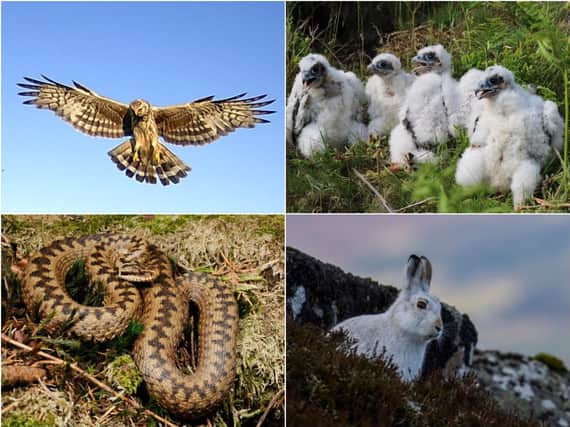 Clockwise from top left: Hen harrier, Peregrine Falcon chicks, mountain hare and adder. Pictures: The Moorland Association.