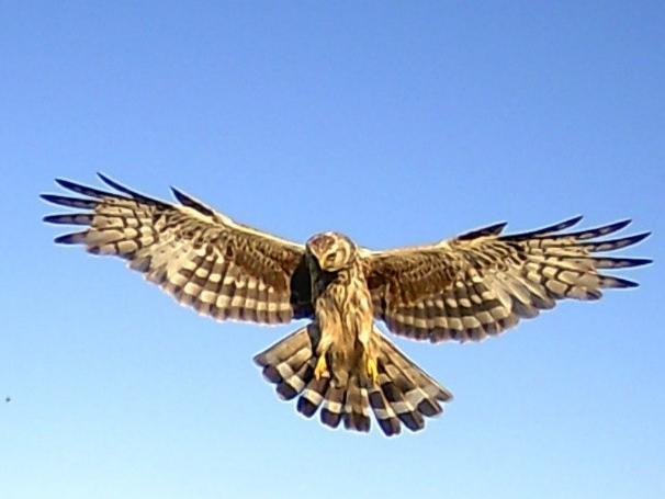 Hen harriers, although still rare in England, are now seen on 50 per cent of moorland estates across the north of England including the North York Moors. Noted for their spectacular aerial displays during the courtship season, hen harriers are a magnificent sight. 2020 saw the most successful breeding season for hen harriers for 35 years. Sixty chicks fledged from 19 nests. The Swinton Estate in North Yorkshire has good numbers of birds, including a winter roost with a watching hide, and has adopted a variety of conservation measures to encourage the species.