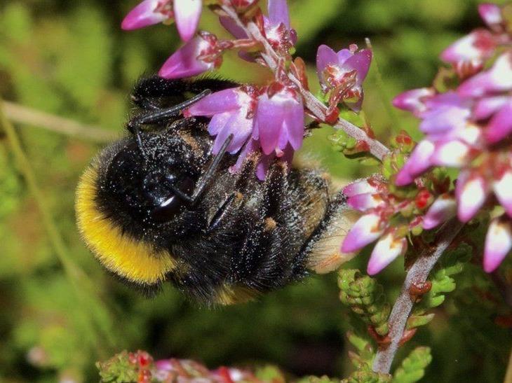 Heather honey has been described as ‘the caviar of honey’ and many beekeepers will take their hives up on to their local moors in August to feast on the rich purple heather bloom. Heather moorlands are also a great place to see wild bees foraging. Heather contains more of the substance callunene than any other flower – which protects bees from a harmful parasite. Some say heather honey has more health boosting properties than Manuka honey but you can pick up a jar for about £6.