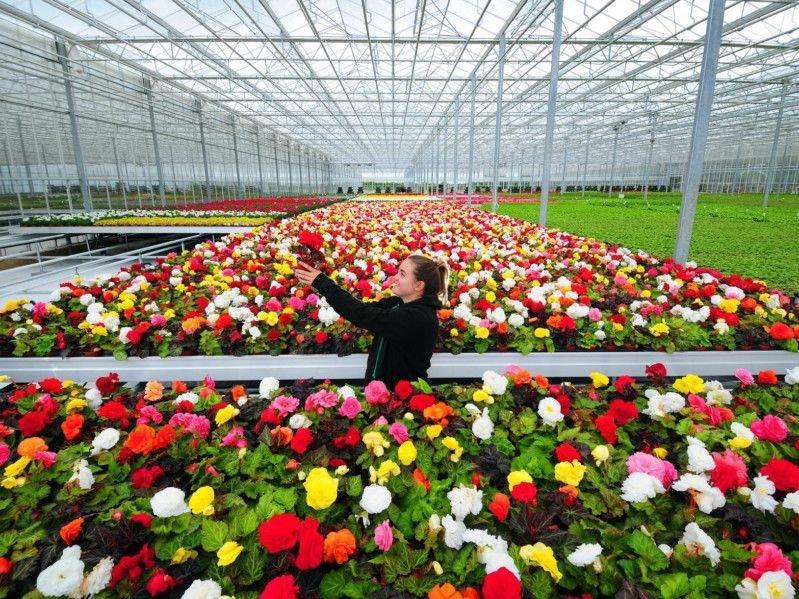 Leeds City Council's plant nursery was inspected on May 8, 2025. It was rated 5 - Very Good.