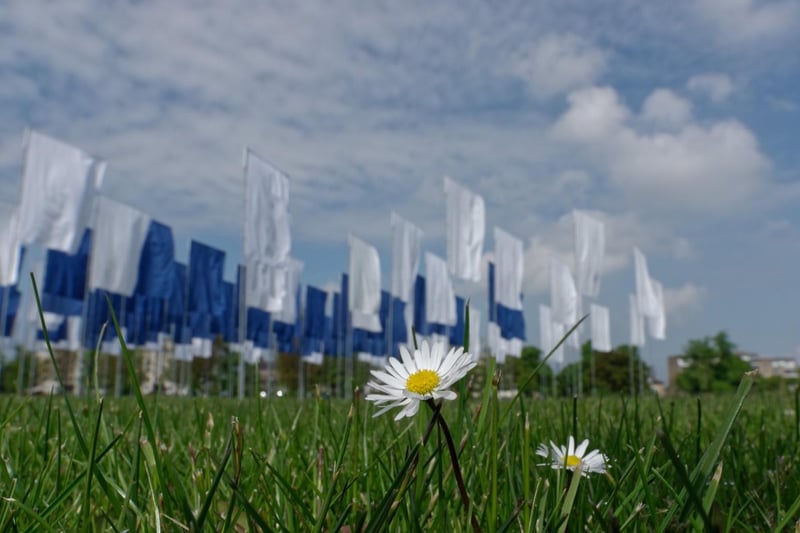 A lovely shot from the ground submitted by Richard Johnson, showing the daisies on the Stray.