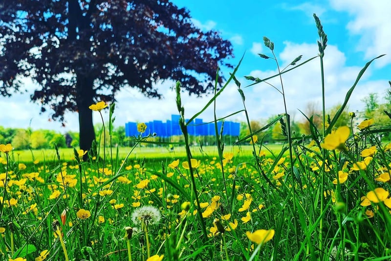 Sharon Canavar, chief executive of Harrogate International Festivals, took this beautiful shot, capturing the summer glow and flowers on the Stray.