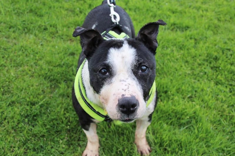 Pepsi is an adorable eight-year-old Staffy cross who has found herself looking for a retirement home due to no fault of her own. She's a sweet natured girl who likes a peaceful life. She's friendly with everyone she meets, loves being around people and we believe that as she bonds she will be an affectionate girl. She's happy around other dogs and enjoys gentle playtime! She could happily share her home with another older dog with a similar character to her. She isn't housetrained so her new owners will need to have a secure garden to work on this with her. Pepsi would love a relaxed home with people who will be around all the time. She is not used to being left alone and will need to sleep in her owner's bedroom. Since she's an older girl who likes a quiet life, she won't suit young children but over 12's will be fine. She has arthritis in her hind legs which will require lifelong medication. The ongoing cost of this must be considered before applying to adopt her.