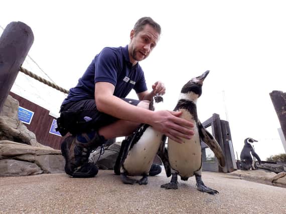 Todd German with some of the Humboldt penguins. Picture: JPI Media/ Richard Ponter