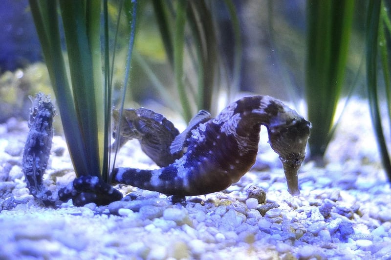 Some of the smallest creatures on show at the aquarium - their back fins can beat 70 times a minute.