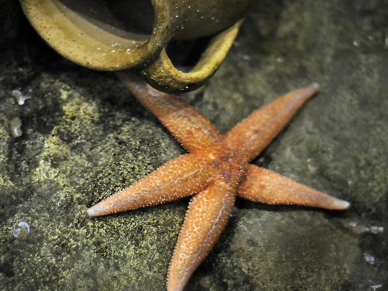 This rockpool dweller is in several exhibits at Sealife - they have no brain, bones, heart or blood.