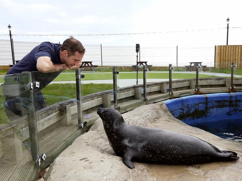 Native to our coastline in Scarborough, there are four resident common seals at the aquarium.