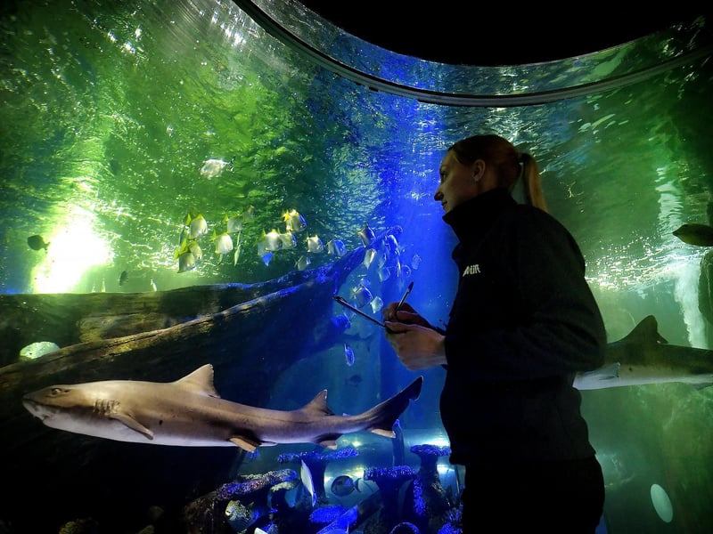 Amy German watches the sharks and ocean fish swim by.