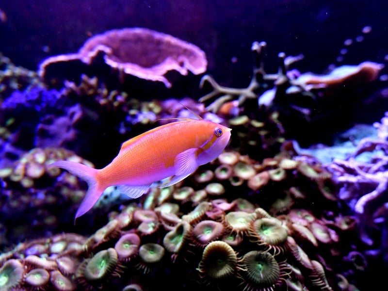 An orange reef fish in amongst the coral.