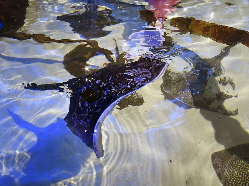 Thornbacks are the most commonly encountered ray around the British Isles.