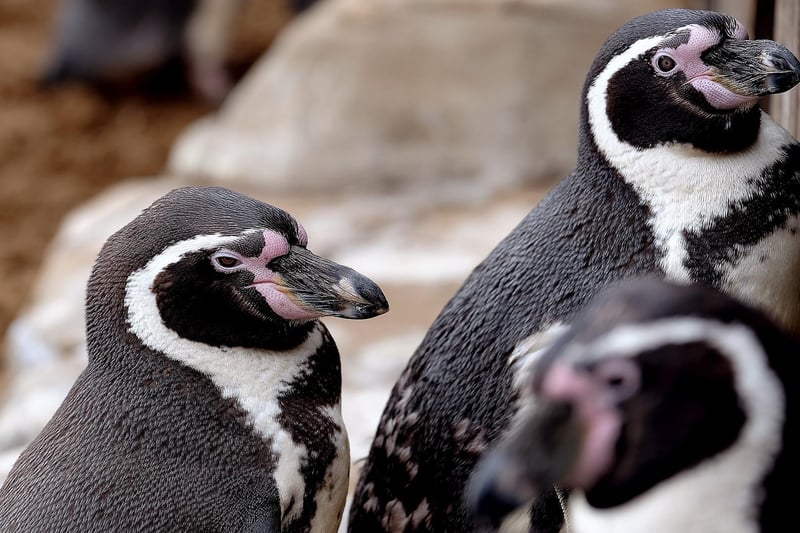 Natives of Chile and Peru, these penguins prefer a warmer climate to their Antarctic cousins.