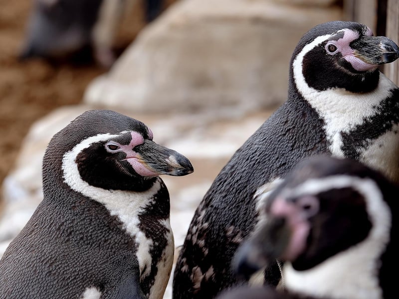Natives of Chile and Peru, these penguins prefer a warmer climate to their Antarctic cousins.