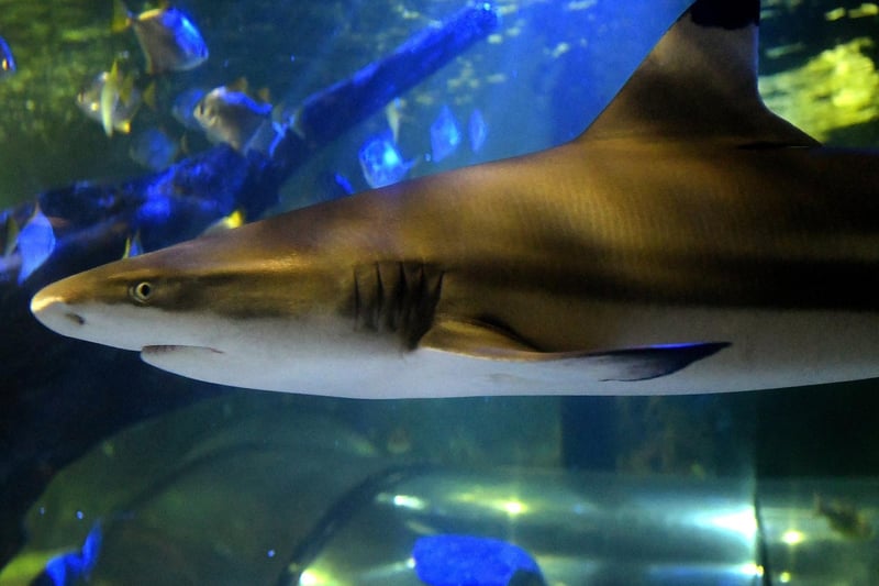 The top of the food chain, these sharks are found circling in the ocean tunnel.