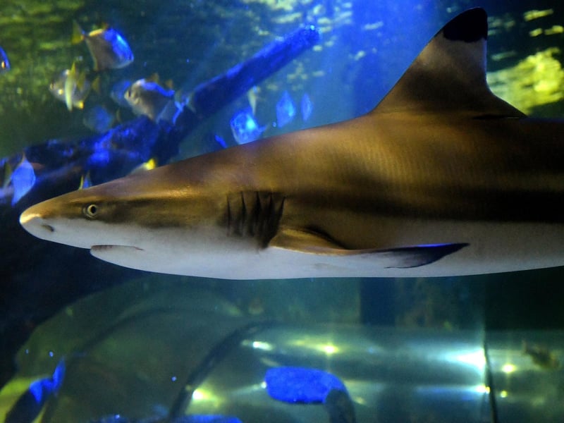 The top of the food chain, these sharks are found circling in the ocean tunnel.