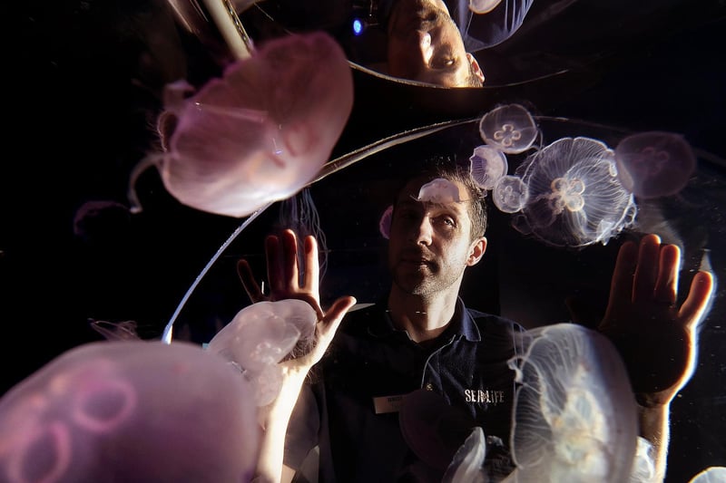 Todd German observes some of the serene jellyfish.