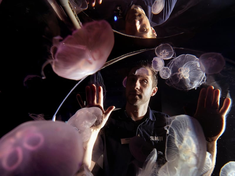 Todd German observes some of the serene jellyfish.